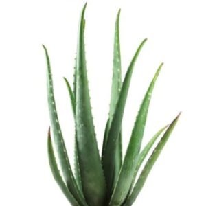 aloe-vera-plant