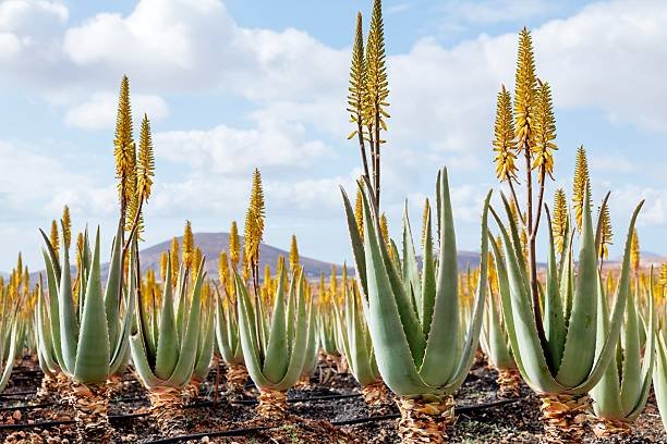 plantation_d_aloe_vera